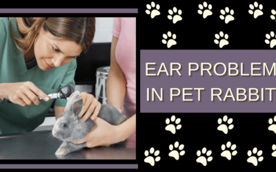 Ear Problems in Pet Rabbits