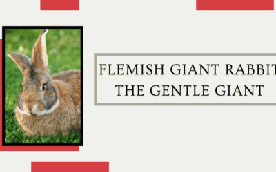 Flemish Giant Rabbit: The Gentle Giant