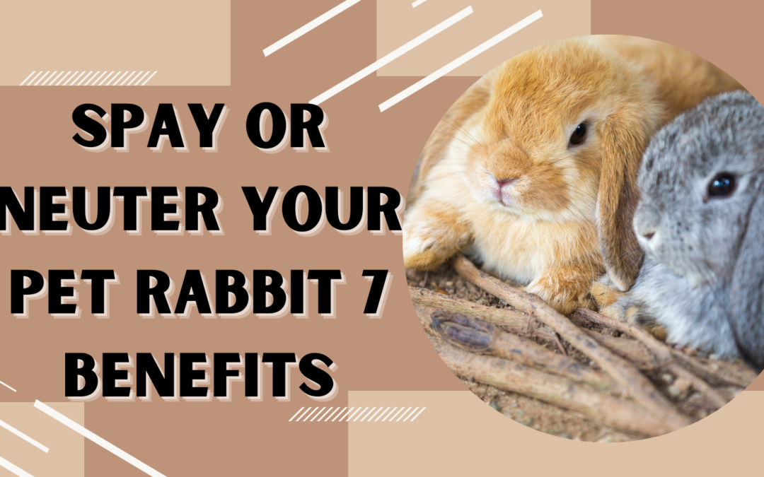 Spay or Neuter Your Pet Rabbit: 7 Benefits - The Rabbit Hop