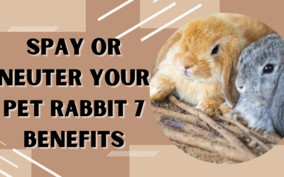 Spay or Neuter Your Pet Rabbit: 7 Benefits