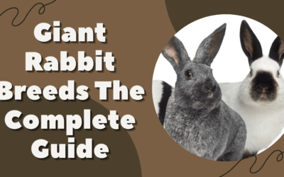Giant Rabbit Breeds: The Complete Guide