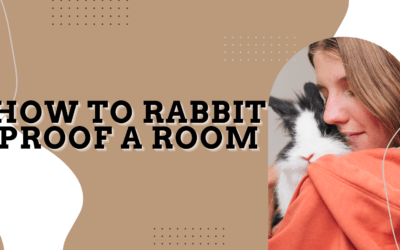 How to Rabbit Proof a Room