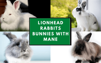 Lionhead Rabbits: Bunnies with Mane