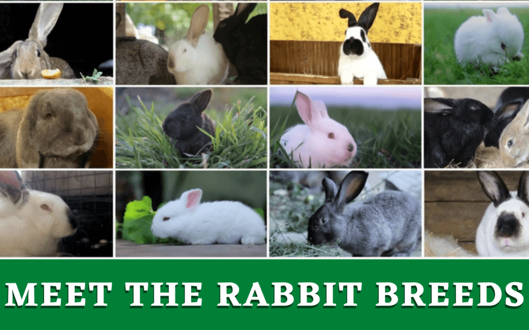 Meet The Rabbit Breeds - The Rabbit Hop