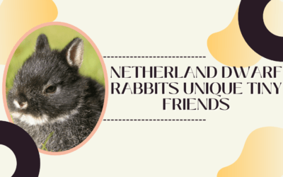 Netherland Dwarf Rabbits: Unique Tiny Friends
