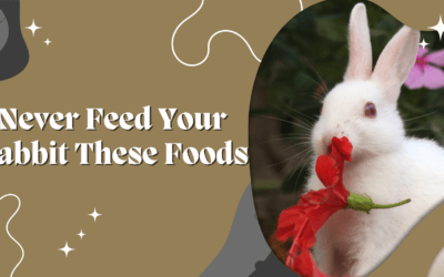 Never Feed Your Rabbit These Foods