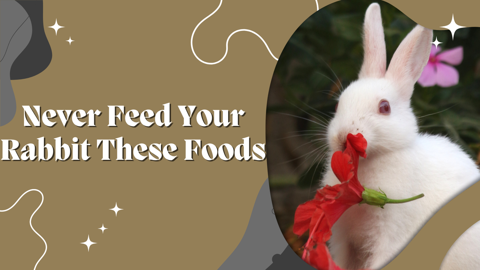 Never Feed Your Rabbit These Foods The Rabbit Hop
