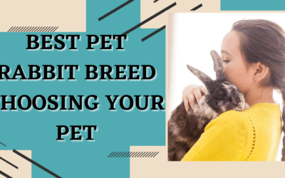 Best Pet Rabbit Breed: Choosing Your Pet