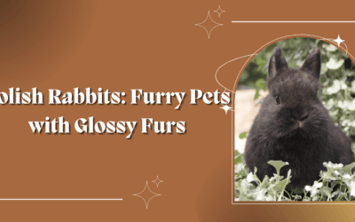 Polish Rabbits: Furry Pets with Glossy Furs