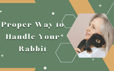 Proper Way to Handle Your Rabbit