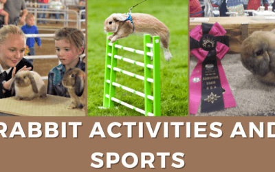 Rabbit Activities and Sports