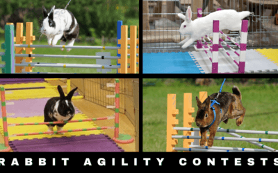 Rabbit Agility Contests