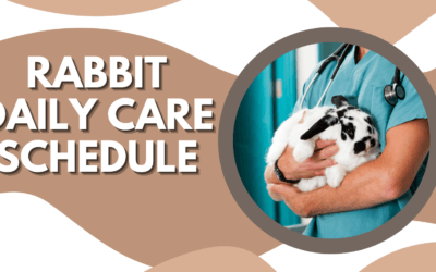 Rabbit Daily Care Schedule