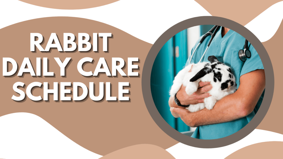 rabbit-daily-care-schedule-the-rabbit-hop