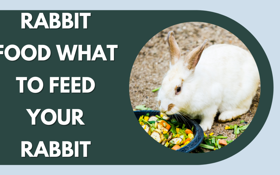 Rabbit Food- What to Feed Your Rabbit - The Rabbit Hop