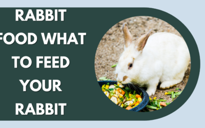 Rabbit Food- What to Feed Your Rabbit