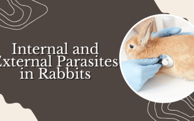 Internal and External Parasites in Rabbits