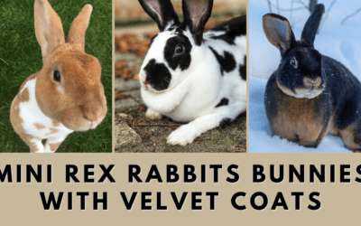 Mini Rex Rabbits: Bunnies with Velvet Coats