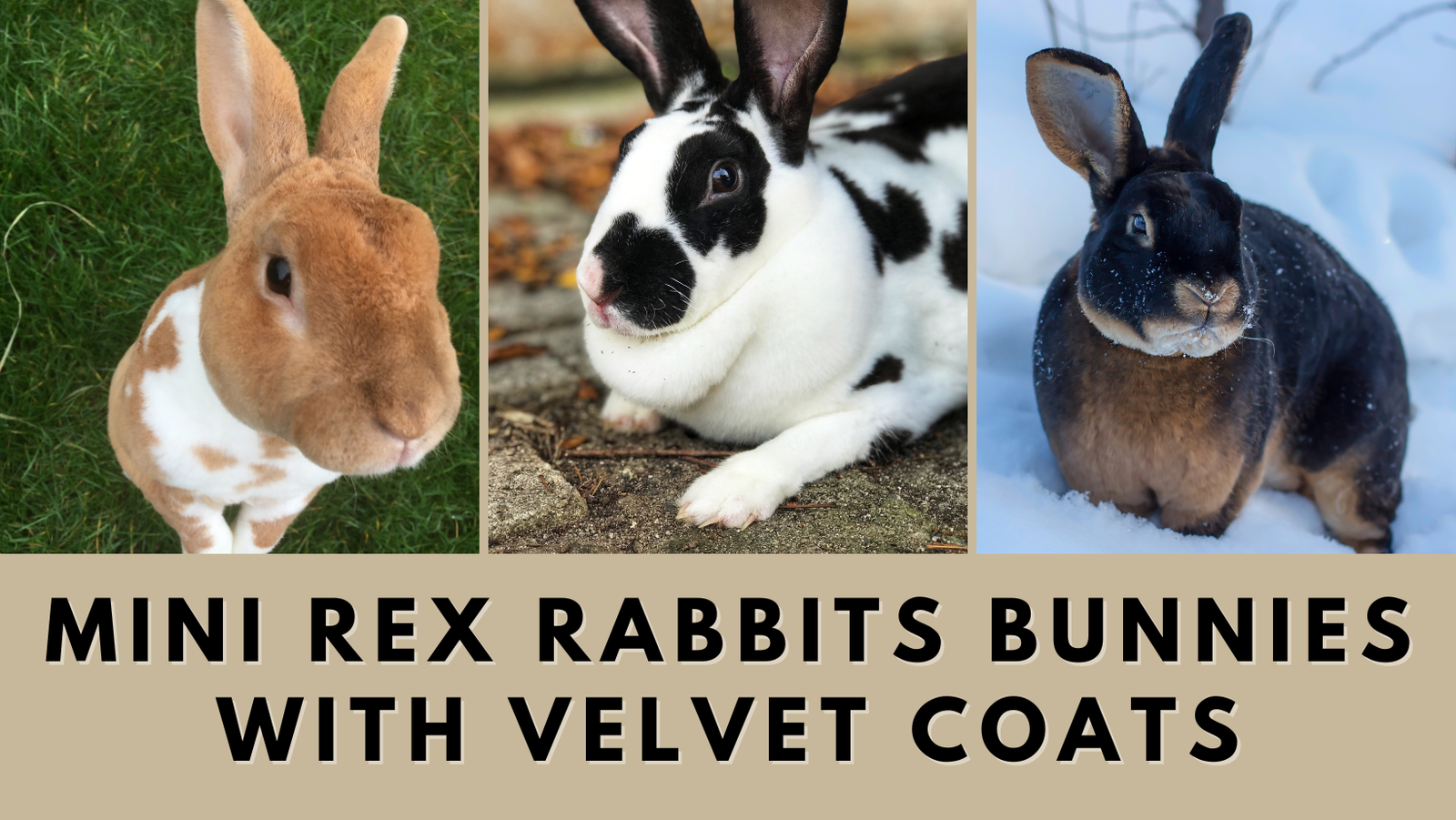 Mini Rex Rabbits: Bunnies with Velvet Coats - The Rabbit Hop