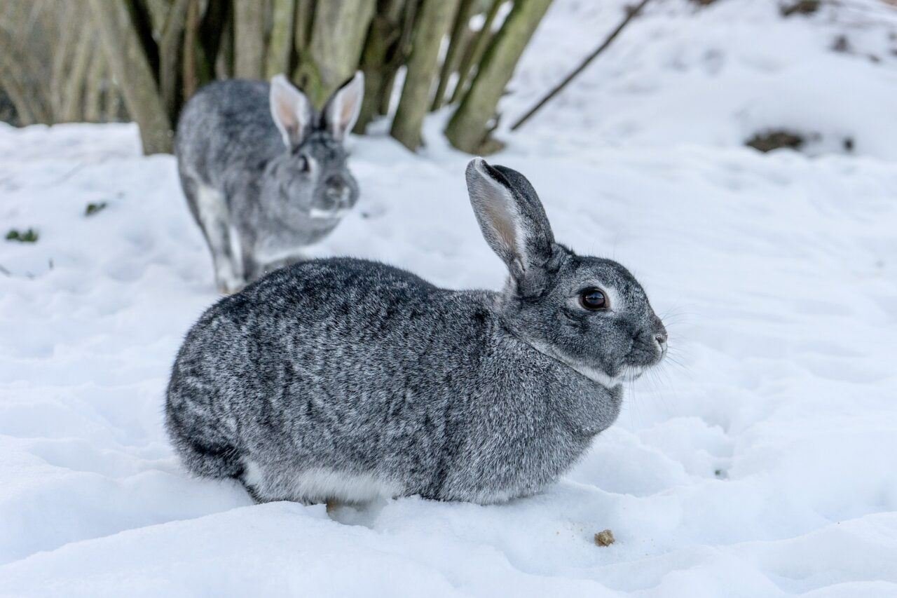 Giant Chinchilla Rabbit: The Million Dollar Rabbit - The Rabbit Hop