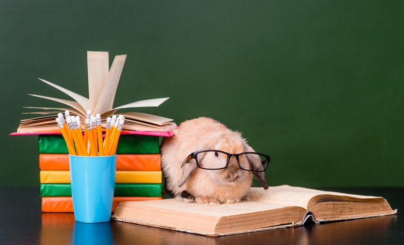 A rabbit wearing eyeglasses