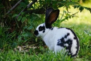 Bunny curious about its surroundings