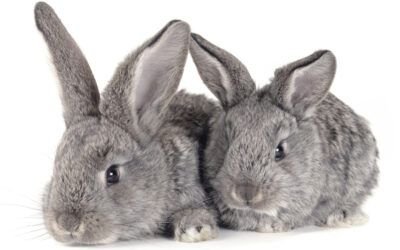 Two rabbits