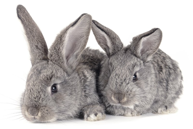 Two rabbits