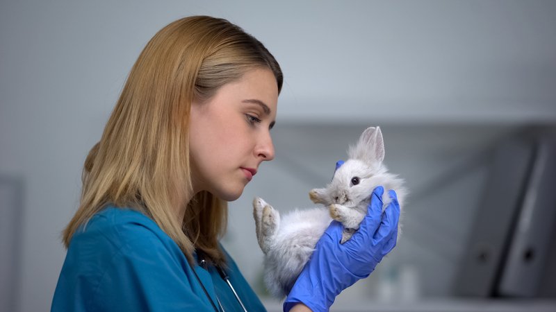 respiratory problems in rabbits (healthy rabbit)