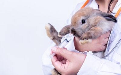feeding a bunny using a syringe