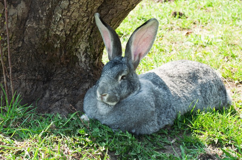 Giant Chinchilla Rabbit: The Million Dollar Rabbit - The Rabbit Hop