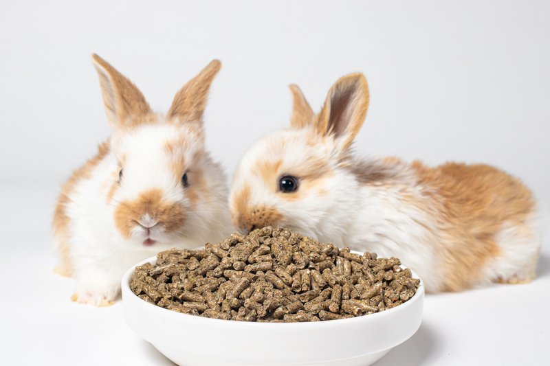 Bunnies eating pellets