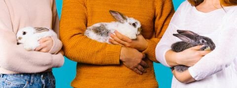 Proper Way to Handle Your Rabbit - The Rabbit Hop