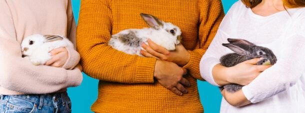 prevent rabbit injuries