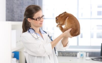 spaying or neutering pet to stop rabbit biting