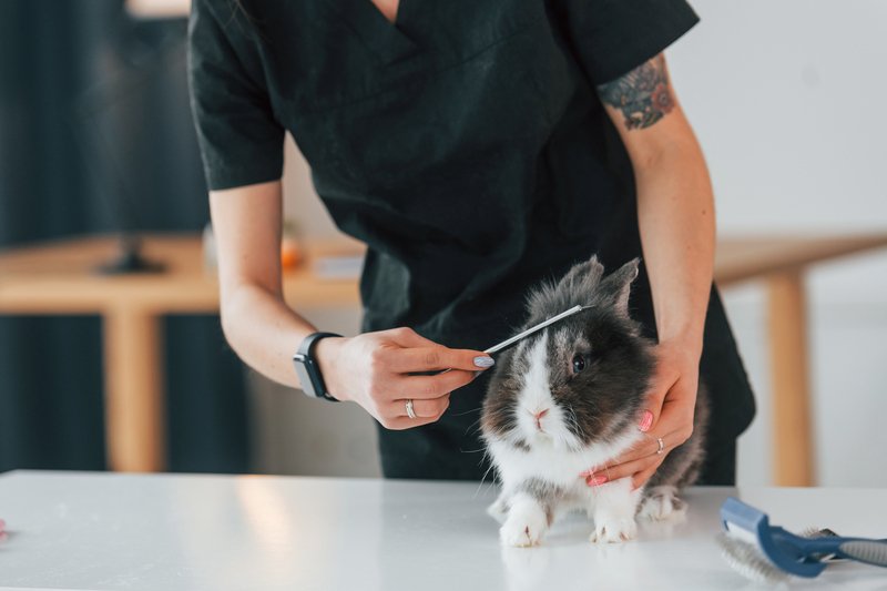 Grooming a bunny Grooming a bunny