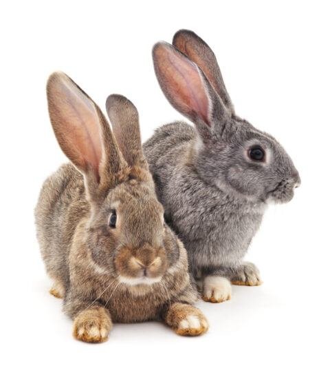 Giant Rabbit Breeds: The Complete Guide - The Rabbit Hop