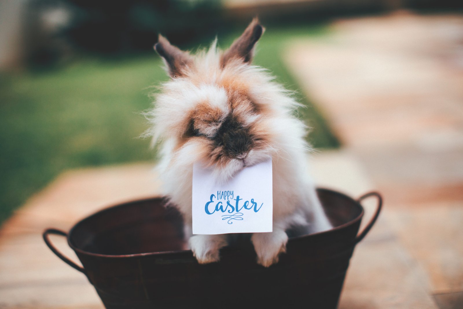 A lionhead inside a basket