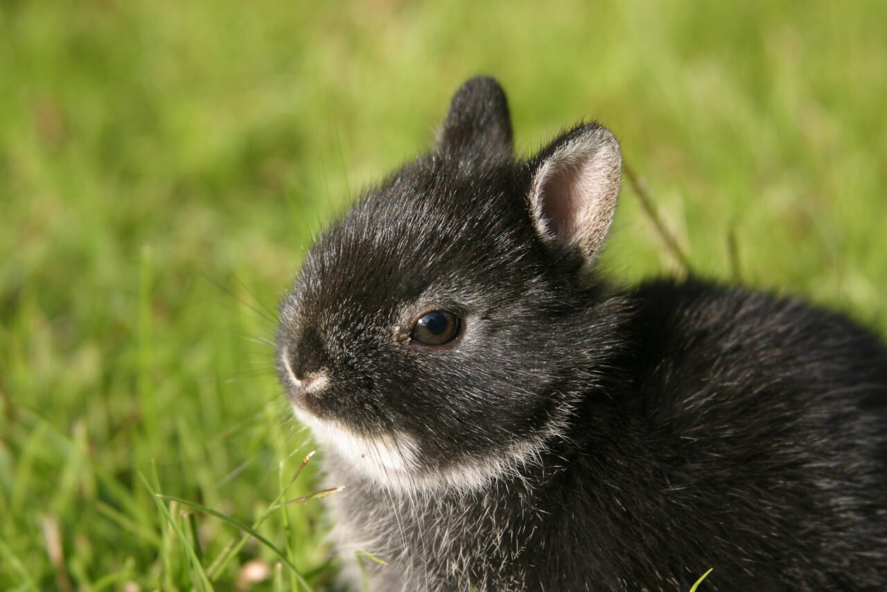 Netherland Dwarf Rabbits: Unique Tiny Friends - The Rabbit Hop