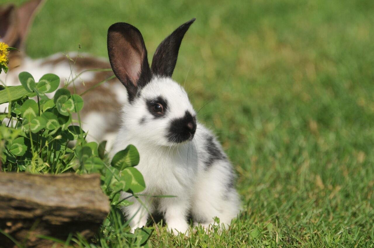 Dwarf Papillon Rabbits: Adorable Family Pets - The Rabbit Hop