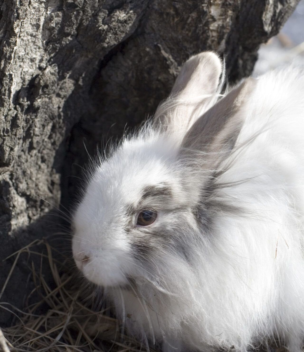 Lionhead Rabbits: Bunnies with Mane - The Rabbit Hop