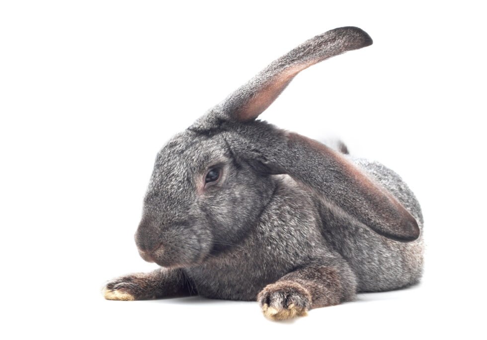 Giant Rabbit Breeds The Complete Guide The Rabbit Hop