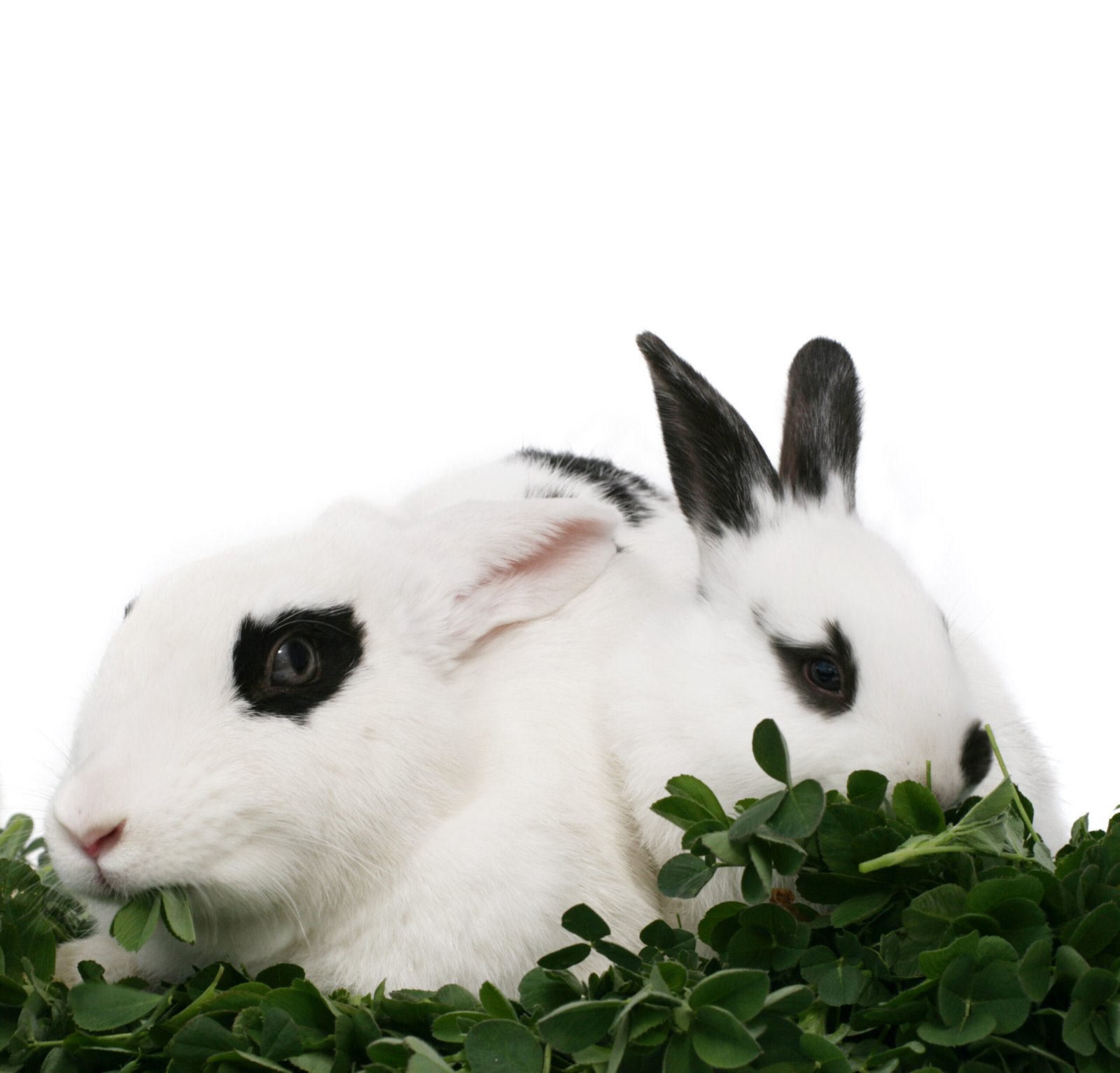 Microgreens for rabbits