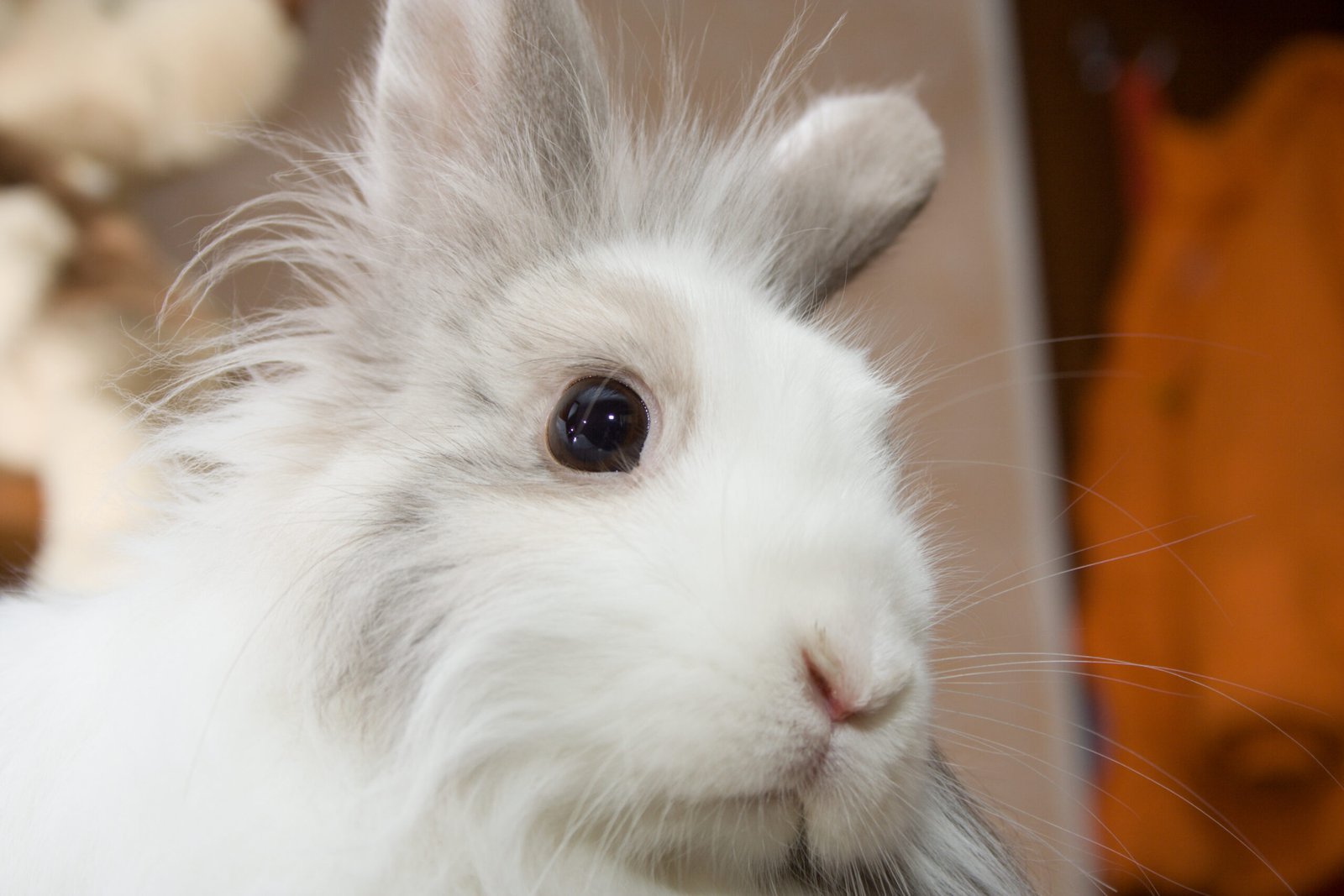 Lionhead Rabbits: Bunnies with Mane - The Rabbit Hop