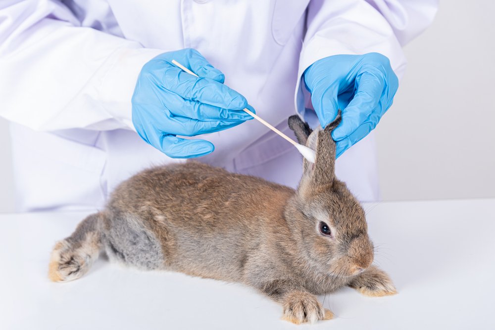 Ear Problems in Pet Rabbits - The Rabbit Hop