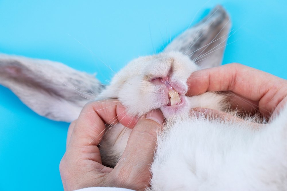 dental problems in rabbits dental problems in rabbits