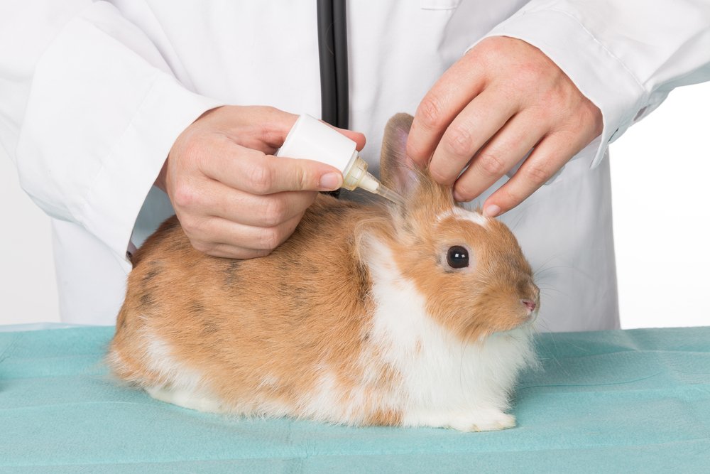 rabbit ear mites- common health problems in pet rabbits rabbit ear mites- common health problems in pet rabbits