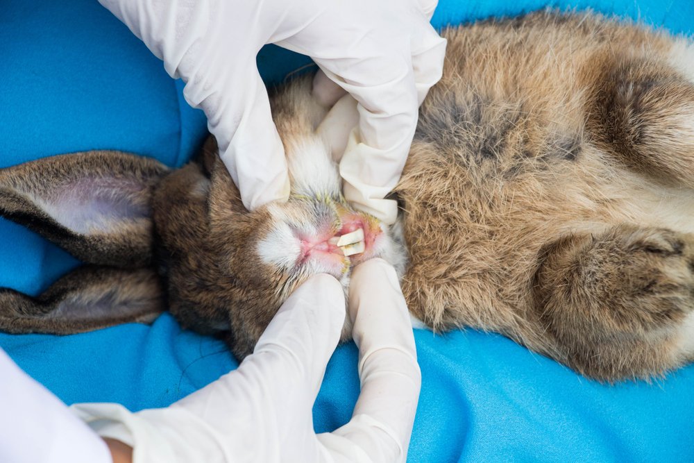 dental problems in rabbits dental problems in rabbits