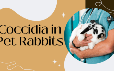 Coccidia in Pet Rabbits