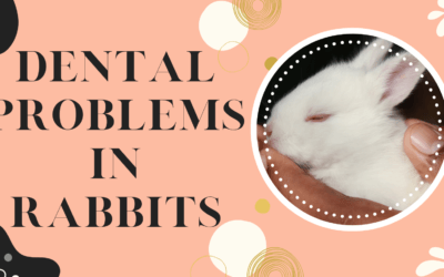 Dental Problems in Rabbits